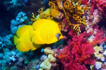 Унікальний підводний світ